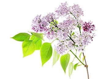 美少女手游《妮姬：胜利女神》即将推出PC版 推荐配置1650S